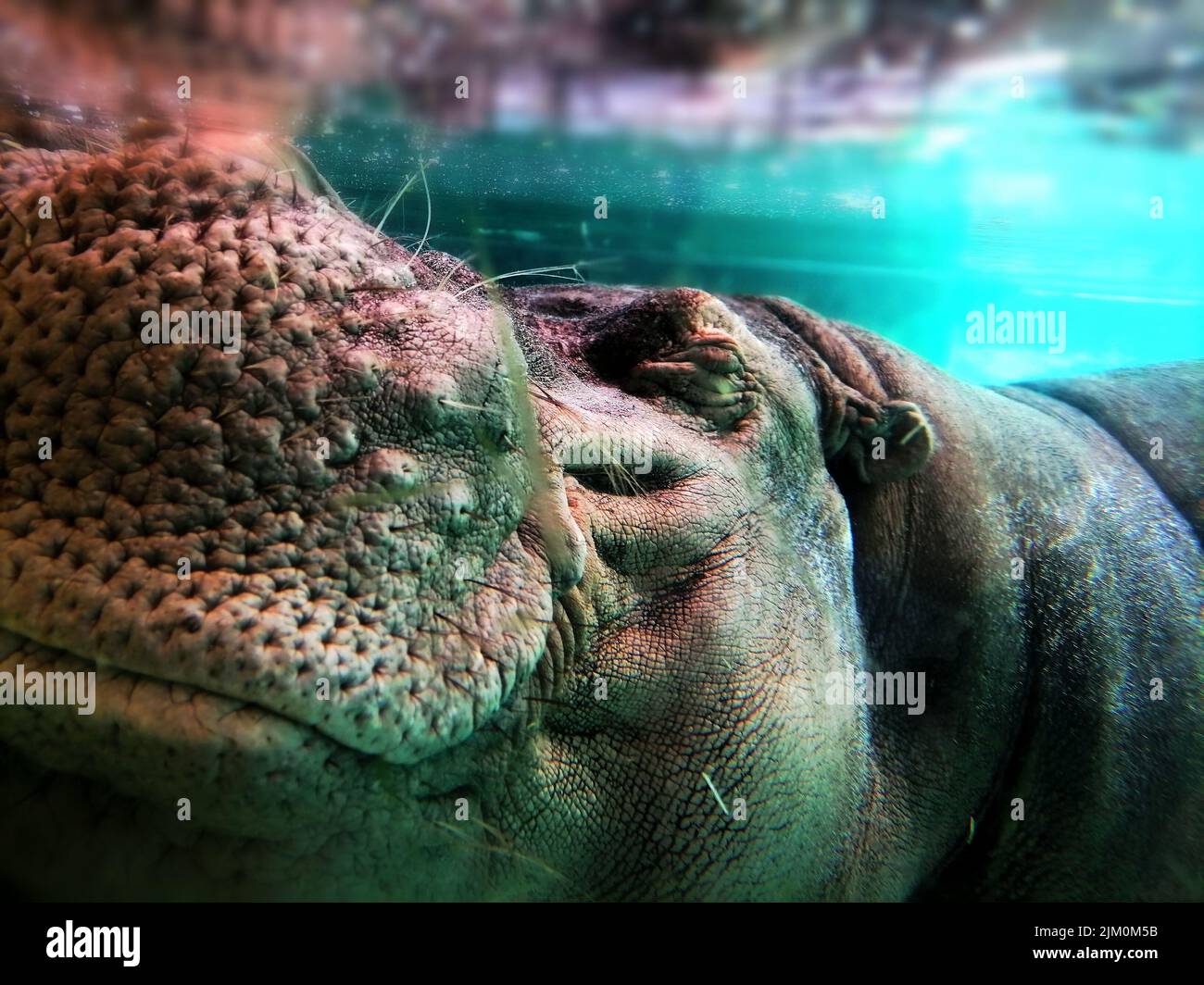 Ein Porträt eines Nilpferdes unter Wasser hinter einem Aquarienglas Stockfoto