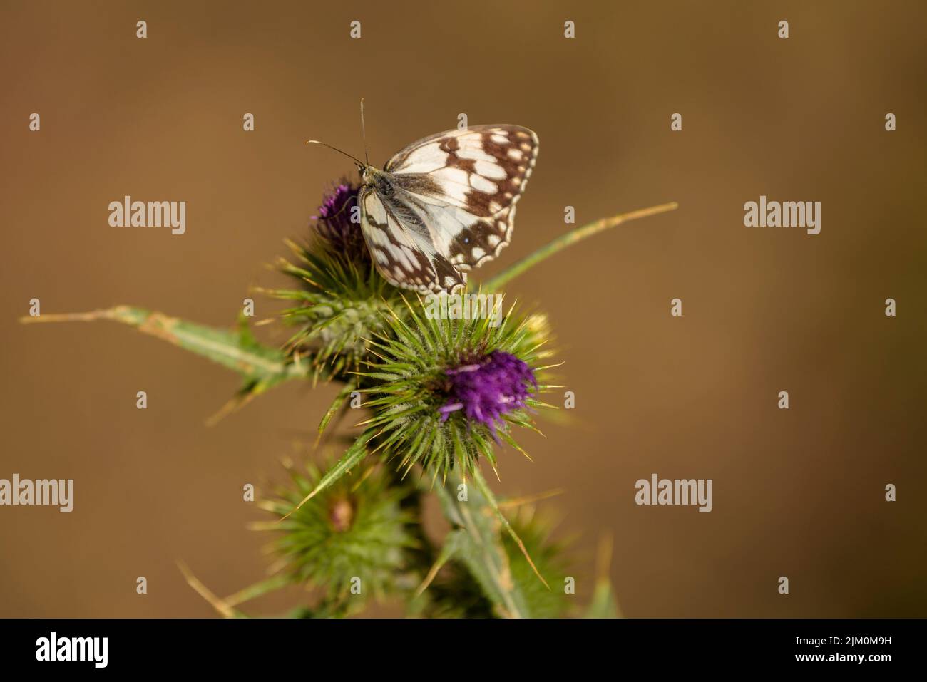 Schmetterling auf einer Distel in der Sierra del Catllaràs (Berguedà, Barcelona, Katalonien, Spanien) ESP: Mariposa en un cardo en la sierra del Catllaràs Stockfoto