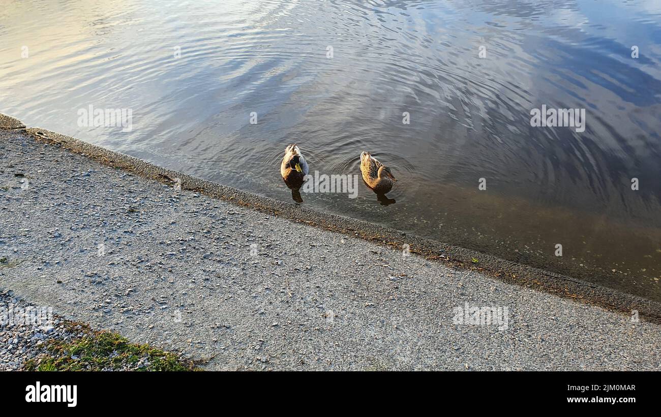 Ein Blick von oben auf zwei entzückende Enten, die in der Nähe des Seeufers schwimmen Stockfoto