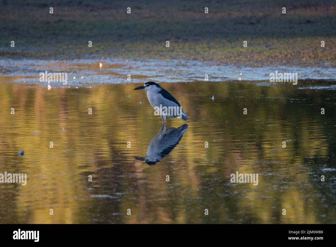 Ein Schwarzer Nachtreiher, der im flachen Teich und dessen Spiegelung spaziert Stockfoto