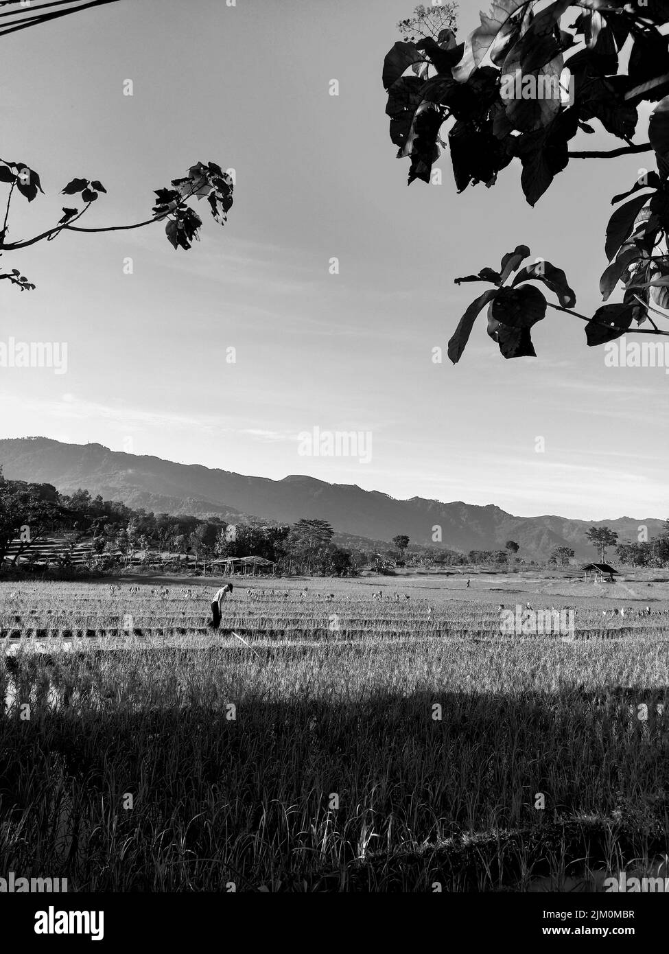 Eine vertikale Graustufenaufnahme eines Feldes mit Reisplantagen Stockfoto