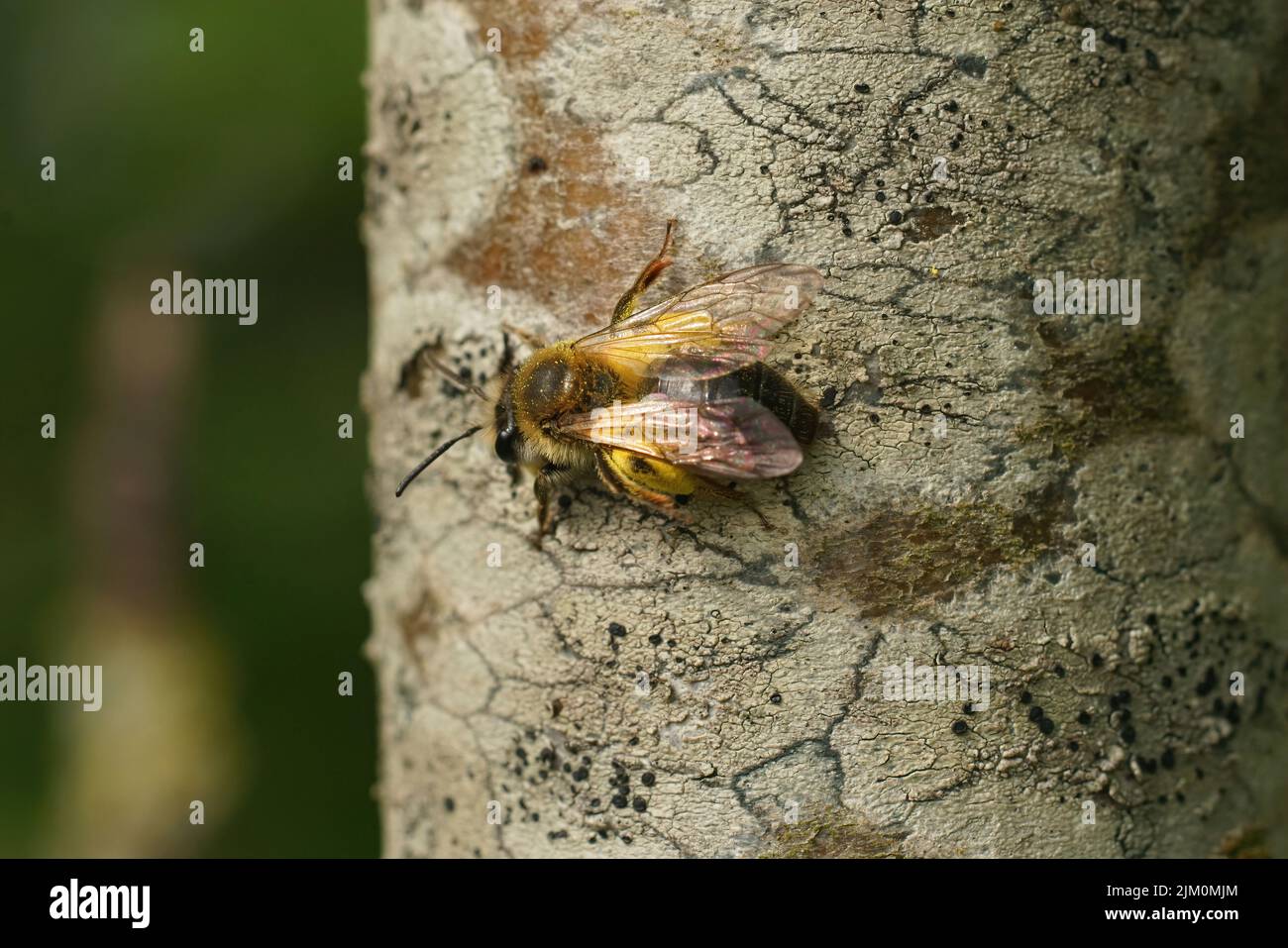 Nahaufnahme einer weiblichen einsamen, milden Bergbiene, Andrena mitis, die auf einem Baumstamm sitzt und mit gelben Pollen beladen ist Stockfoto