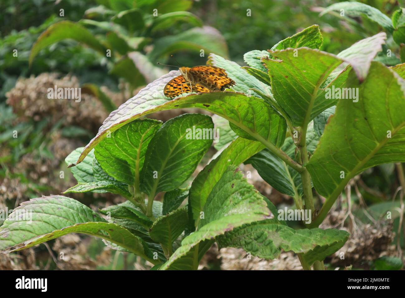 Ein indischer Fritillär auf den grünen Blättern Stockfoto