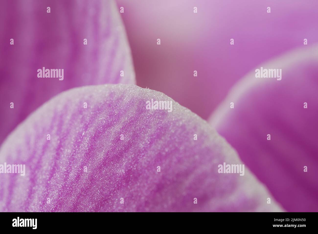 Makro einer Pink Orchid blossom Stockfoto