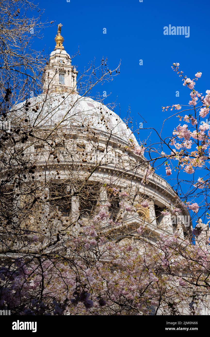 Die Kuppel der St. Paul's Cathedral gegen einen blauen Himmel durch Zweige mit rosa Kirschblüten gesehen Stockfoto