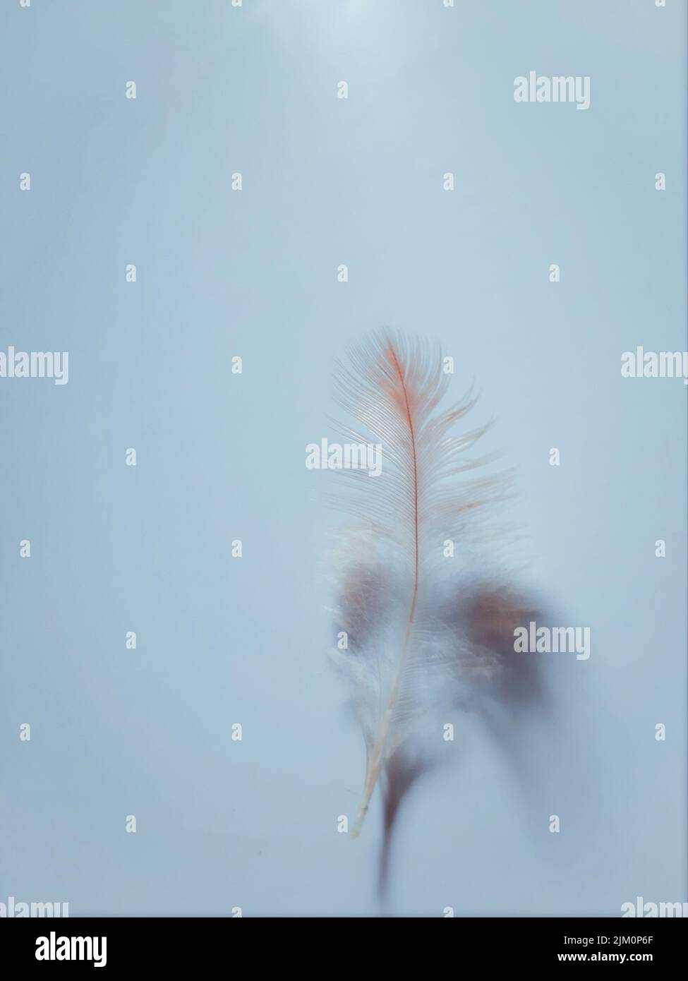 Eine vertikale Aufnahme einer zarten Feder auf einem hellgrauen Hintergrund Stockfoto