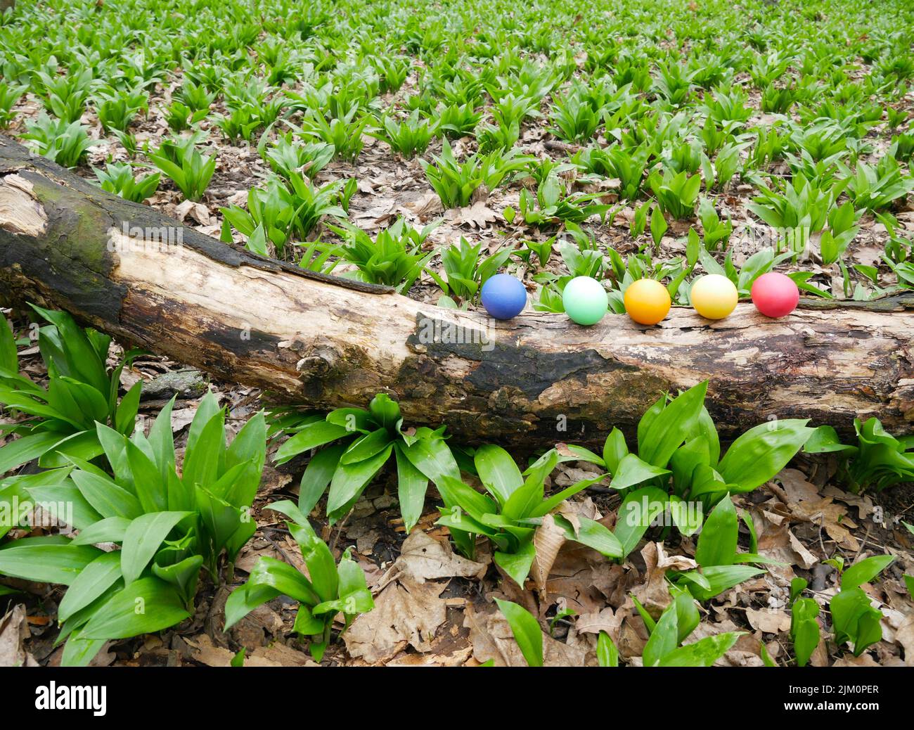 Fünf farbige ostereier in einem Feld aus jungem Holzknoblauchholz Stockfoto