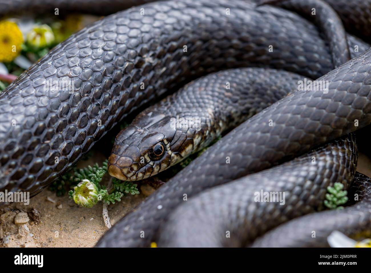 Nahaufnahme einer schwarzen Westernschlange, Hierophis viridiflavus, die sich in der Nähe einer maltesischen Seekämillepflanze, Anthemis urvilleana, sonnt. Malta. Stockfoto