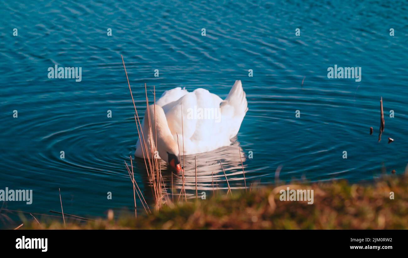 Eine Nahaufnahme eines niedlichen weißen Schwans, der in einem sauberen blauen See mit viel Grün um ihn herum schwimmt Stockfoto