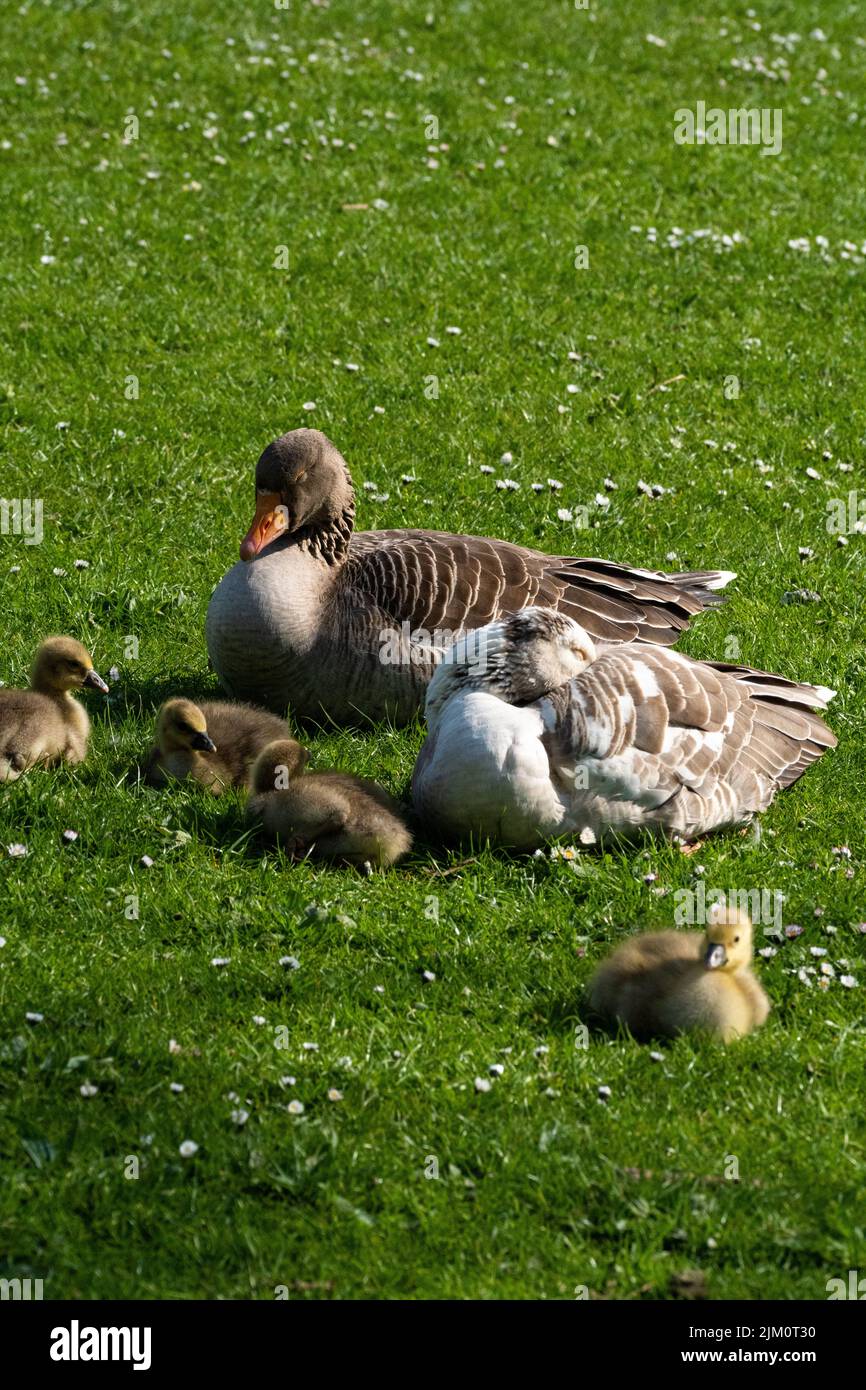 Vier Gänseblümchen, die an einem Frühlingstag auf Gras in einem Park in Oxford UK um ihre schlafenden Eltern sitzen, mit einigen Gänseblümchen Stockfoto