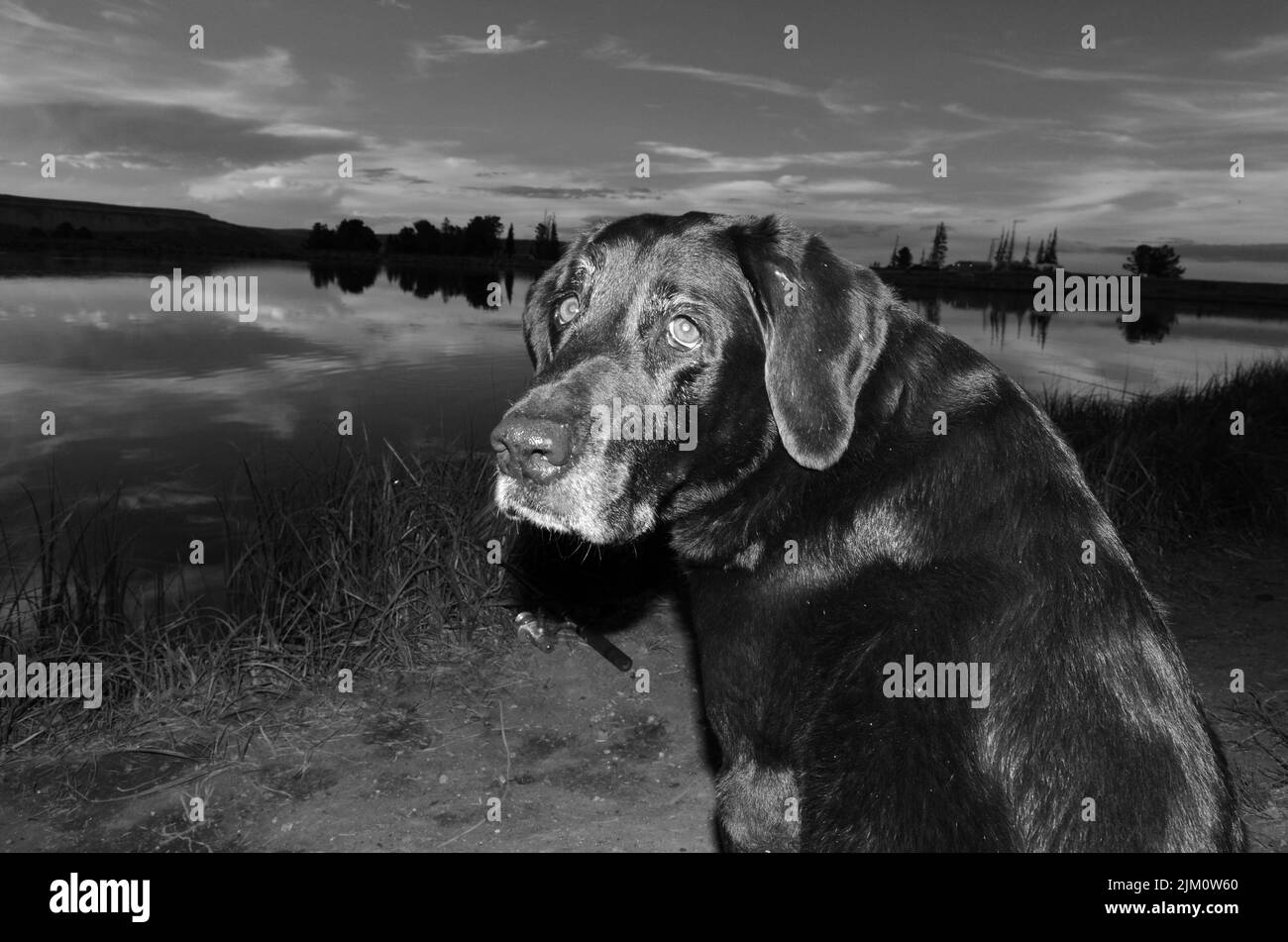 Eine Graustufenaufnahme eines entzückenden Hundes mit einem traurigen Gesicht an einem Seeufer Stockfoto