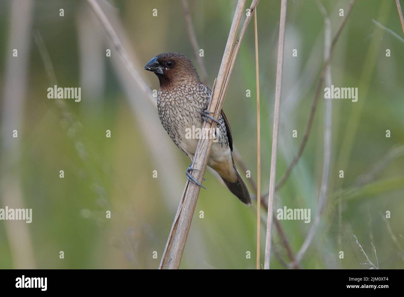 Eine Nahaufnahme eines schönen Finkens auf einem Ast in einem Garten Stockfoto