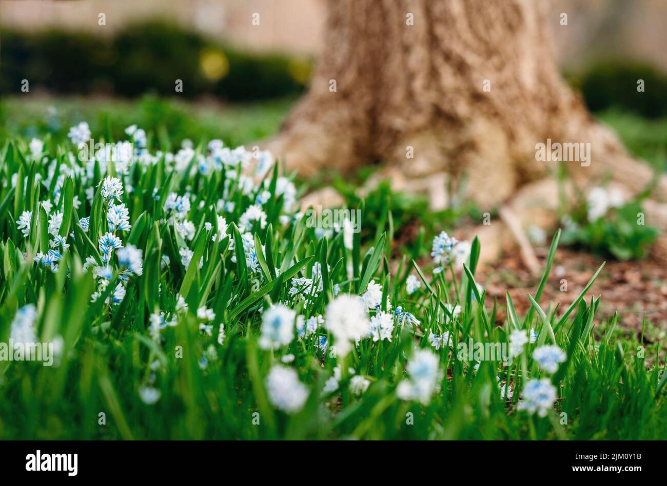 Ein Blick auf frisches Gras mit schönen Blumen, die in einem Garten wachsen Stockfoto
