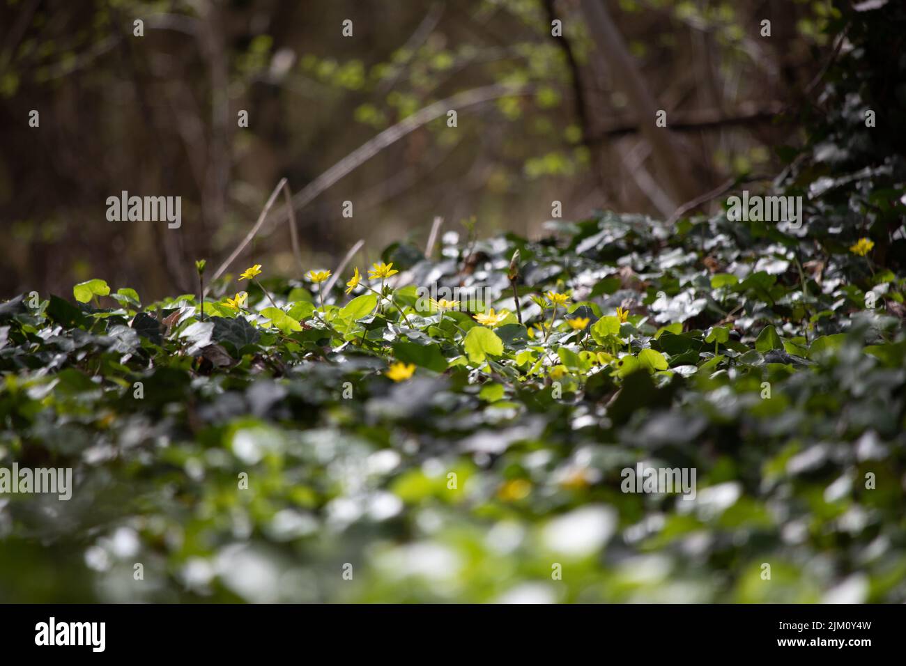 Eine malerische Aussicht auf grüne Blätter von Pflanzen in einem Wald in Sonnenlicht Stockfoto