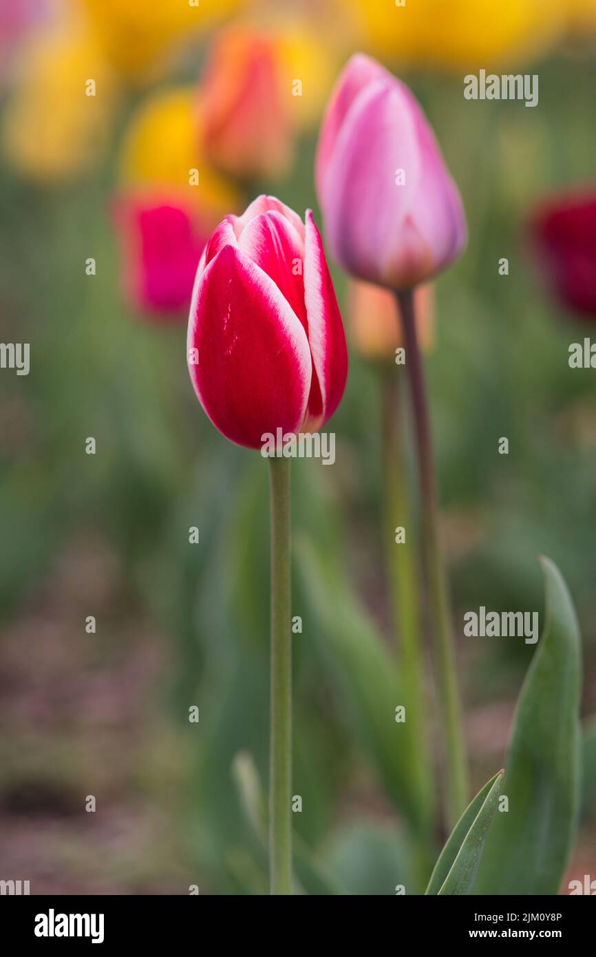Eine Auswahl von Tulpen in einem Feld Stockfoto