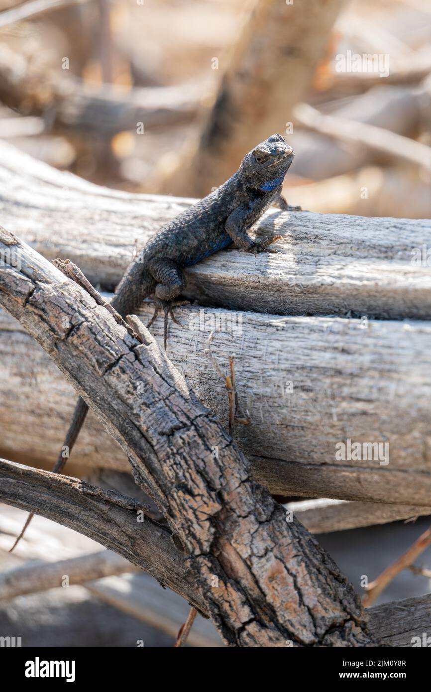 Eine westliche Zauneidechse im Washoe Valley, Nevada, USA Stockfoto