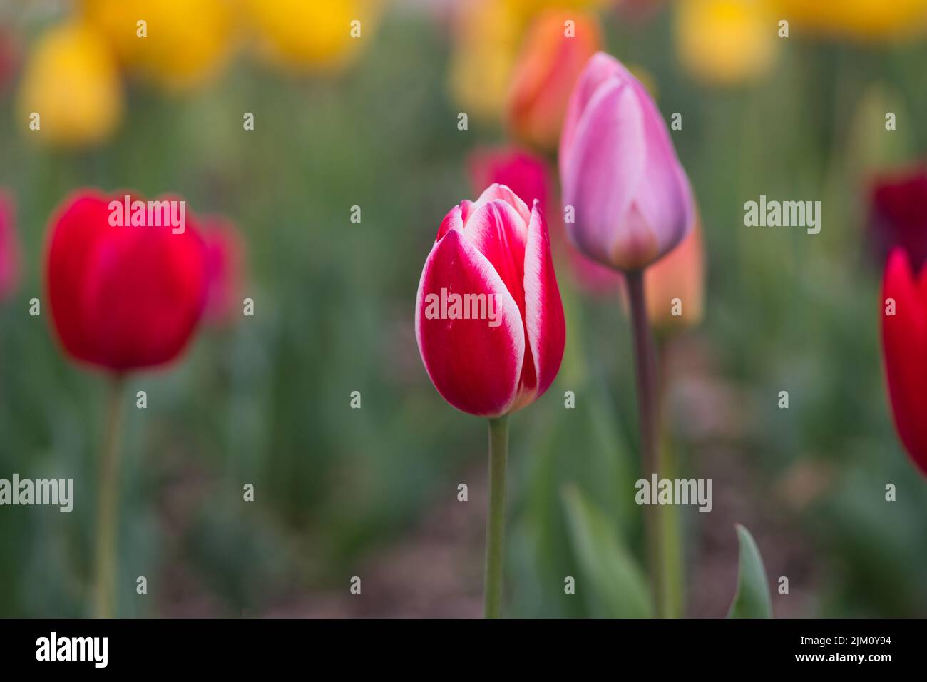 Eine Auswahl von Tulpen in einem Feld Stockfoto