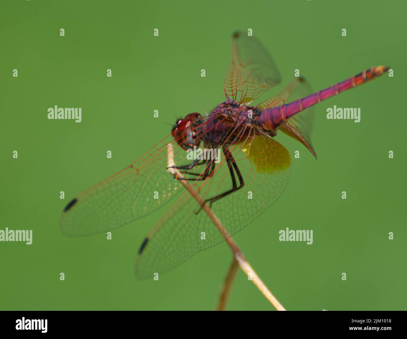 Nahaufnahme eines violetten Wasserfallflügels, der an einem sonnigen Tag auf einer Pflanze im Garten steht, mit verschwommenem grünen Hintergrund Stockfoto