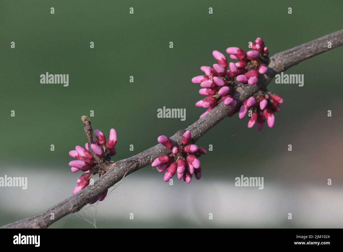 Eine Nahaufnahme der Knospen des östlichen Rotknospen-Baumes im Garten an einem sonnigen Tag mit verschwommenem Hintergrund Stockfoto