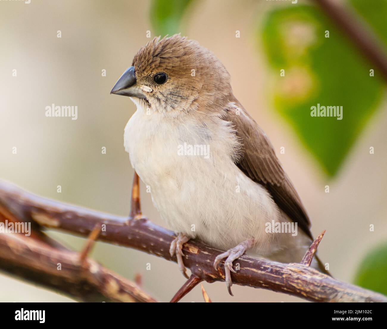 Eine wunderschöne Aufnahme eines indischen Silberglockenvogels, der an einem sonnigen Tag auf einem Zweig im Garten mit verschwommenem Hintergrund thront Stockfoto