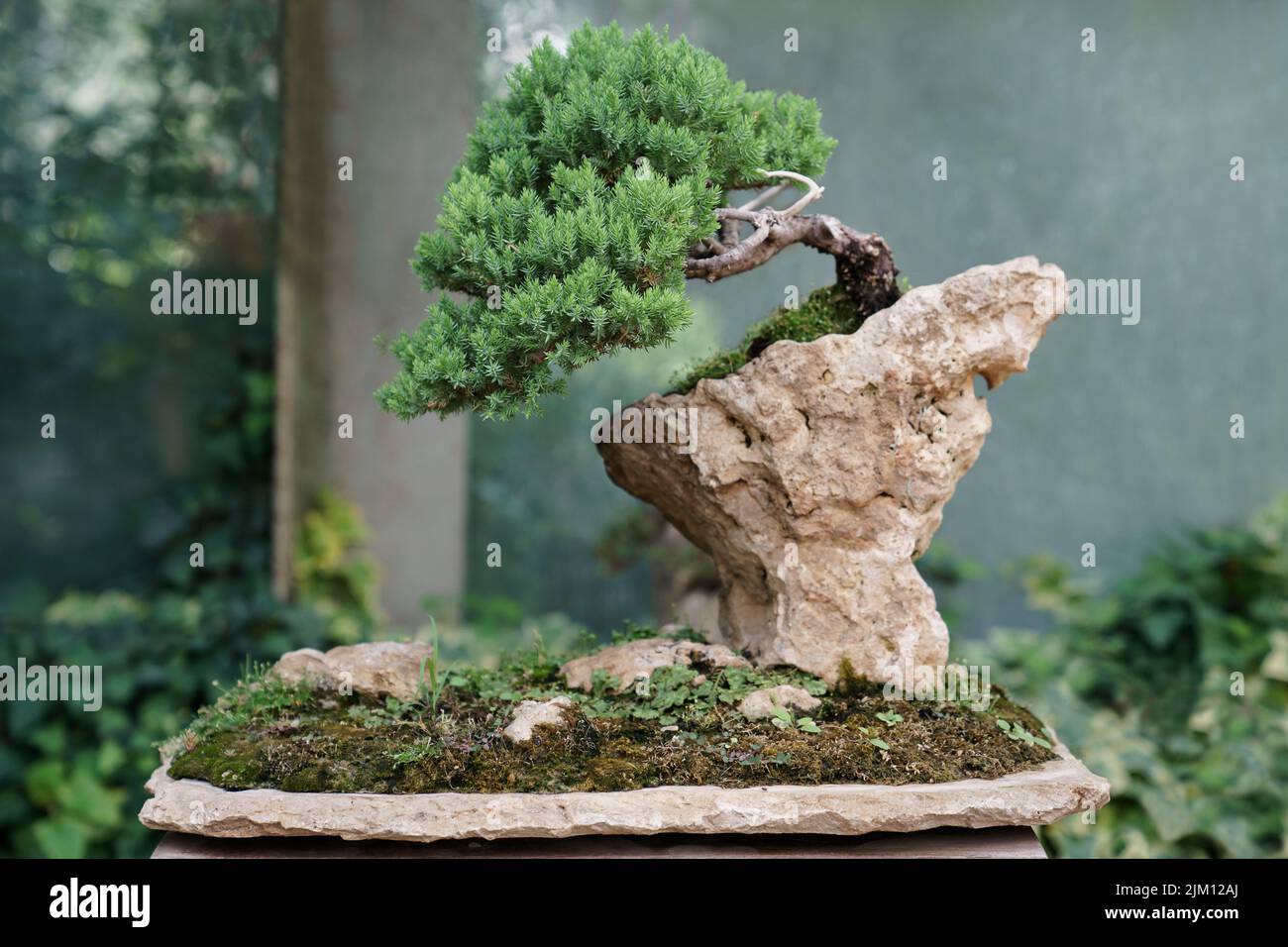 Traditioneller japanischer Bonsai-Wacholder mit krummen Baumstmmen auf  einem Felsen in der Baumschule Stockfotografie - Alamy