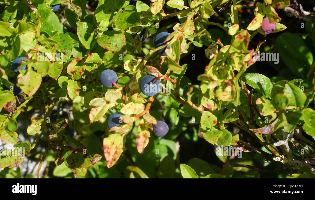 Wunderschönes grünes Laub und frisches Obst in der Natur Stockfoto