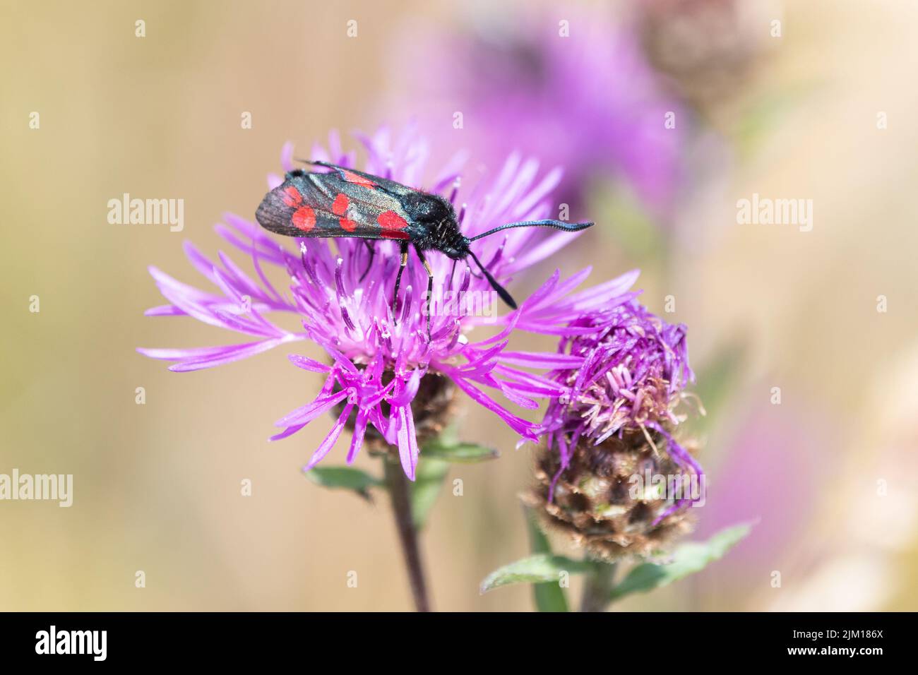 6-Punkt-Burnett-Motte (Zygaena filipendulae) auf Schnaps im Kent Downs AONB, England, Großbritannien Stockfoto