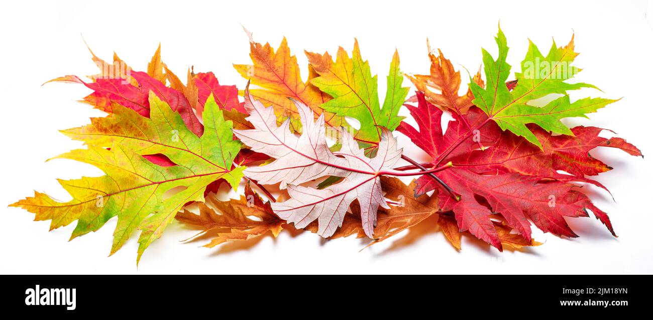 Horizontaler Haufen von bunten Herbst Ahornblätter isoliert auf weißem Hintergrund. Tolle Einrichtung für Werbeflächen. Viele Herbstblätter. Stockfoto