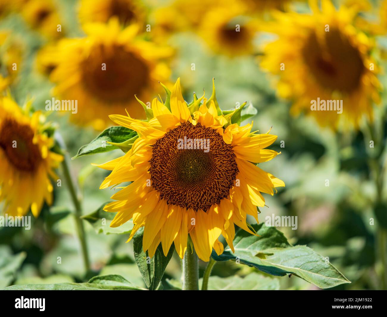 Sonnenblumenfeld in der Provinz Cisz Stockfoto