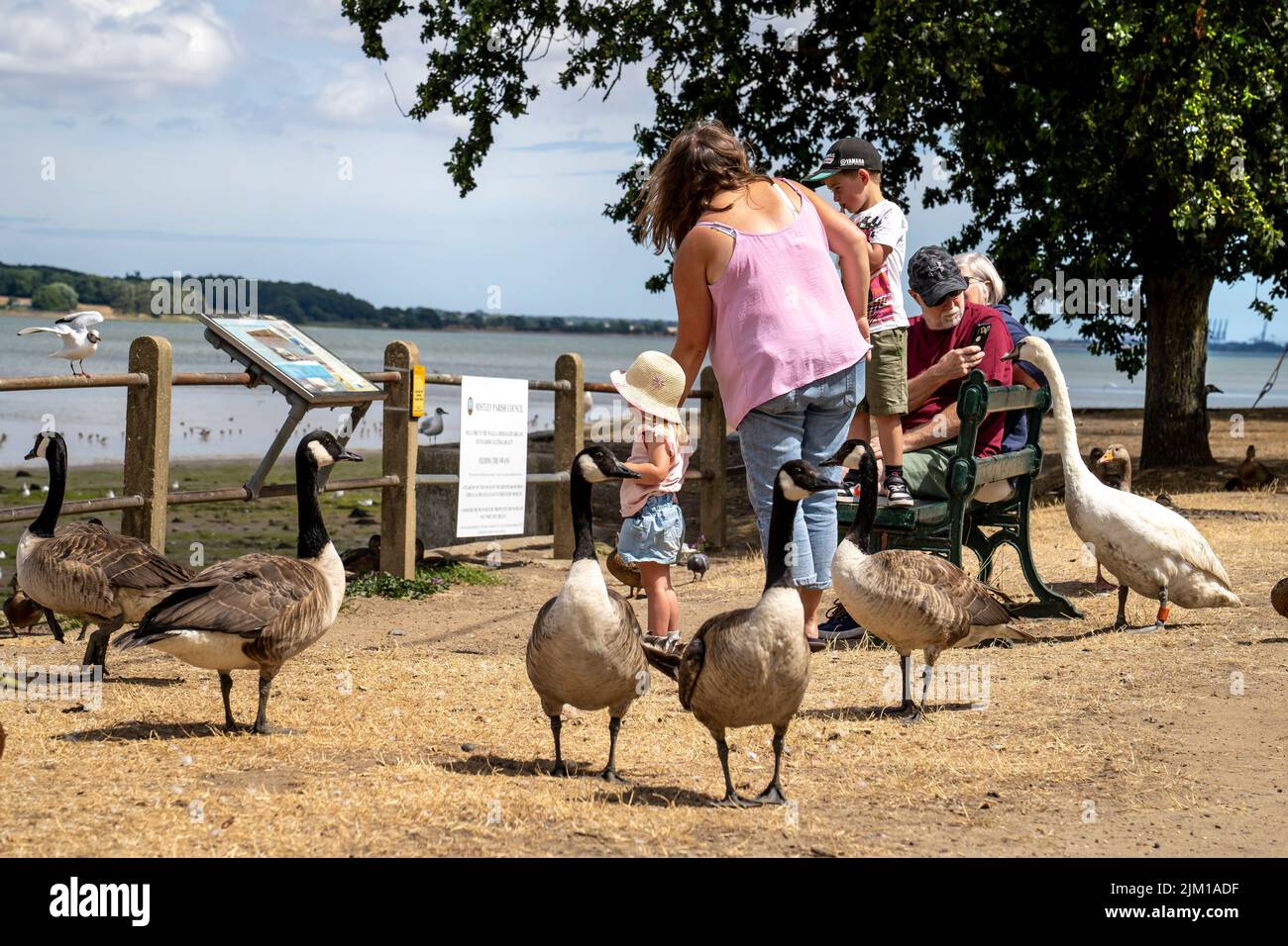 FAMILIEN UND KINDER SITZEN UNTER DEN GÄNSESCHWEINEN UND ENTEN AN DEN MISTLEY-WÄNDEN Stockfoto