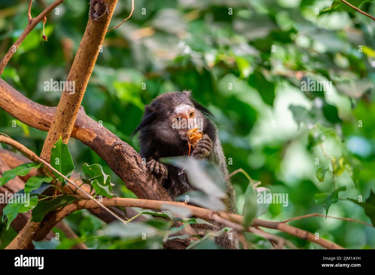 Der Affe Callithrix penicillata frisst das Insekt und sitzt auf dem Baumstamm. Stockfoto