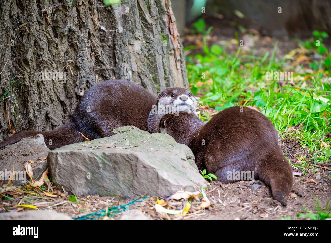 Der Otter (lateinischer Name Aonyx cinerea) Entspannung auf dem Boden. Stockfoto
