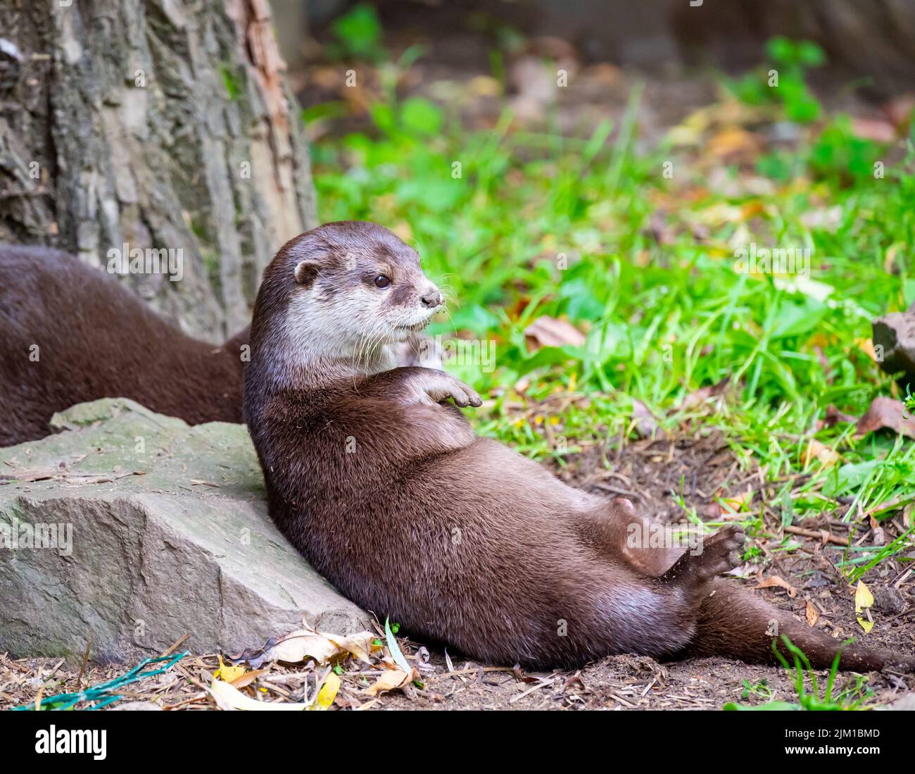 Der Otter (lateinischer Name Aonyx cinerea) Entspannung auf dem Boden. Stockfoto