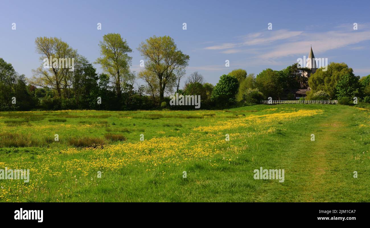 Butterblumen im Cuckmere River Valley und der Turm der St. Andrew's Church, Alfriston, East Sussex. Stockfoto