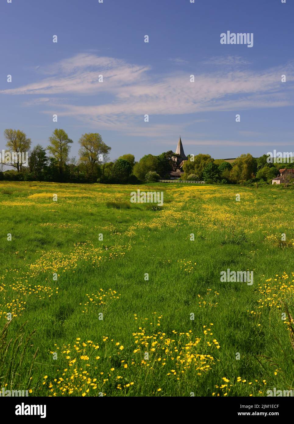 Butterblumen im Cuckmere River Valley und der Turm der St. Andrew's Church, Alfriston, East Sussex. Stockfoto