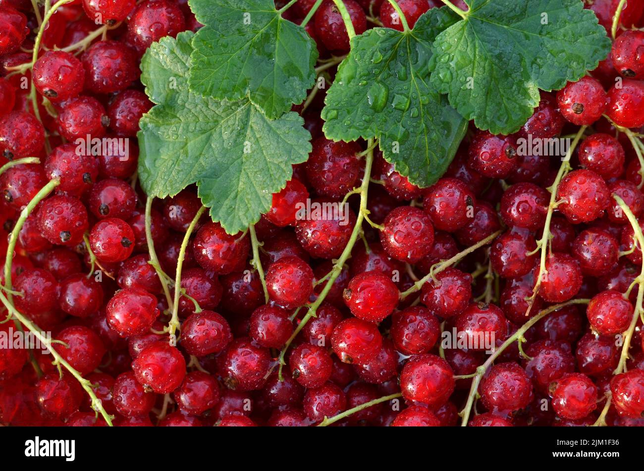 Reife rote Johannisbeeren auf einem Vollformat als Hintergrund. Konzept des Anbaus Ihrer eigenen Bio-Lebensmittel. Stockfoto