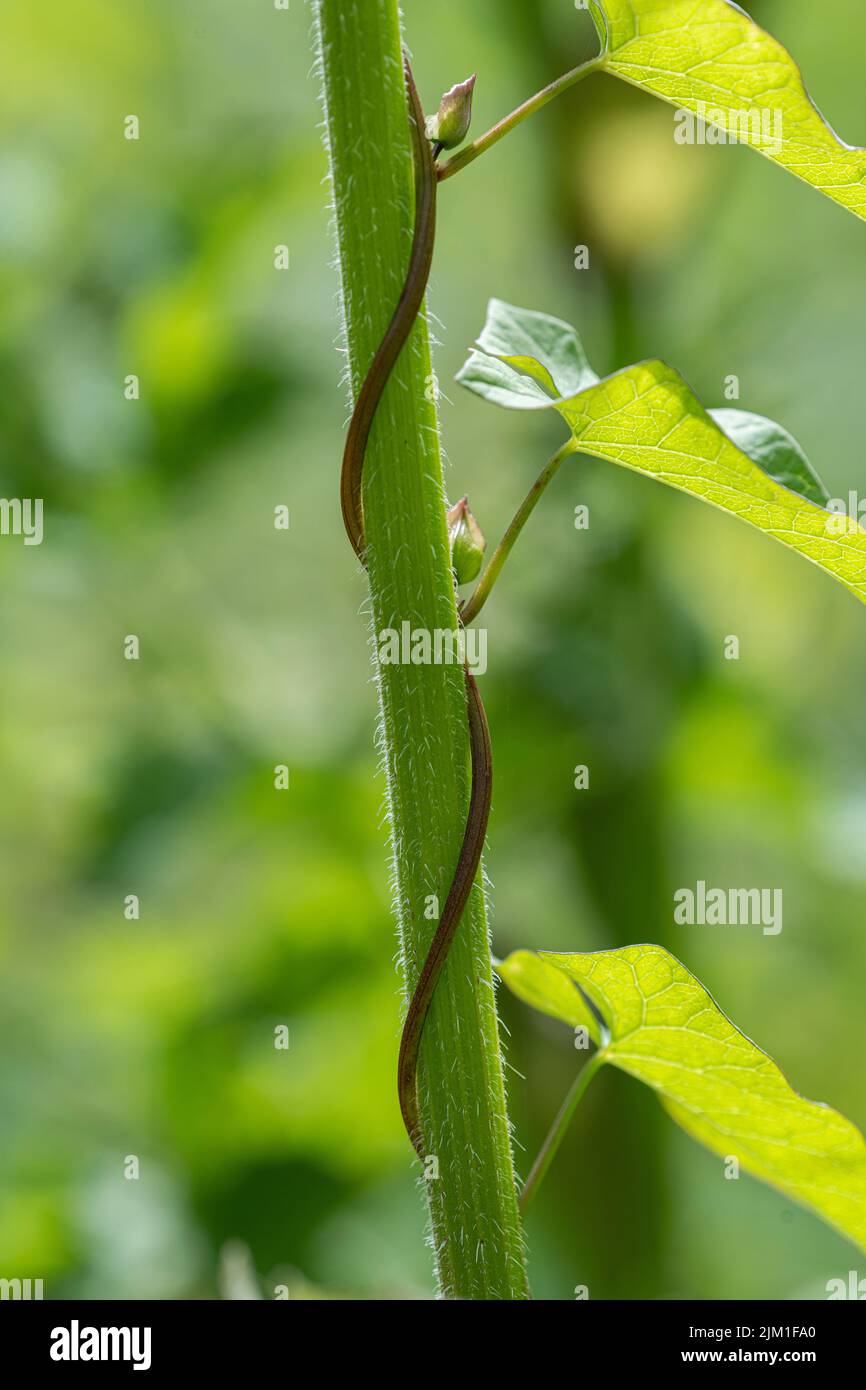 Hedge Bindweed: Calystegia sepium. Umwickeln von Hogweed Stockfoto