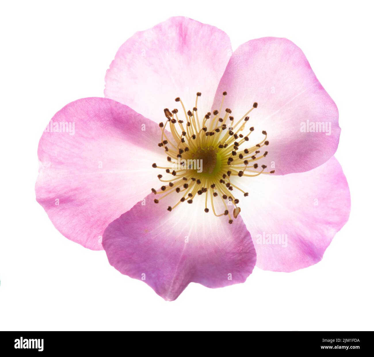 Rosa Rose auf weißem Hintergrund Stockfoto
