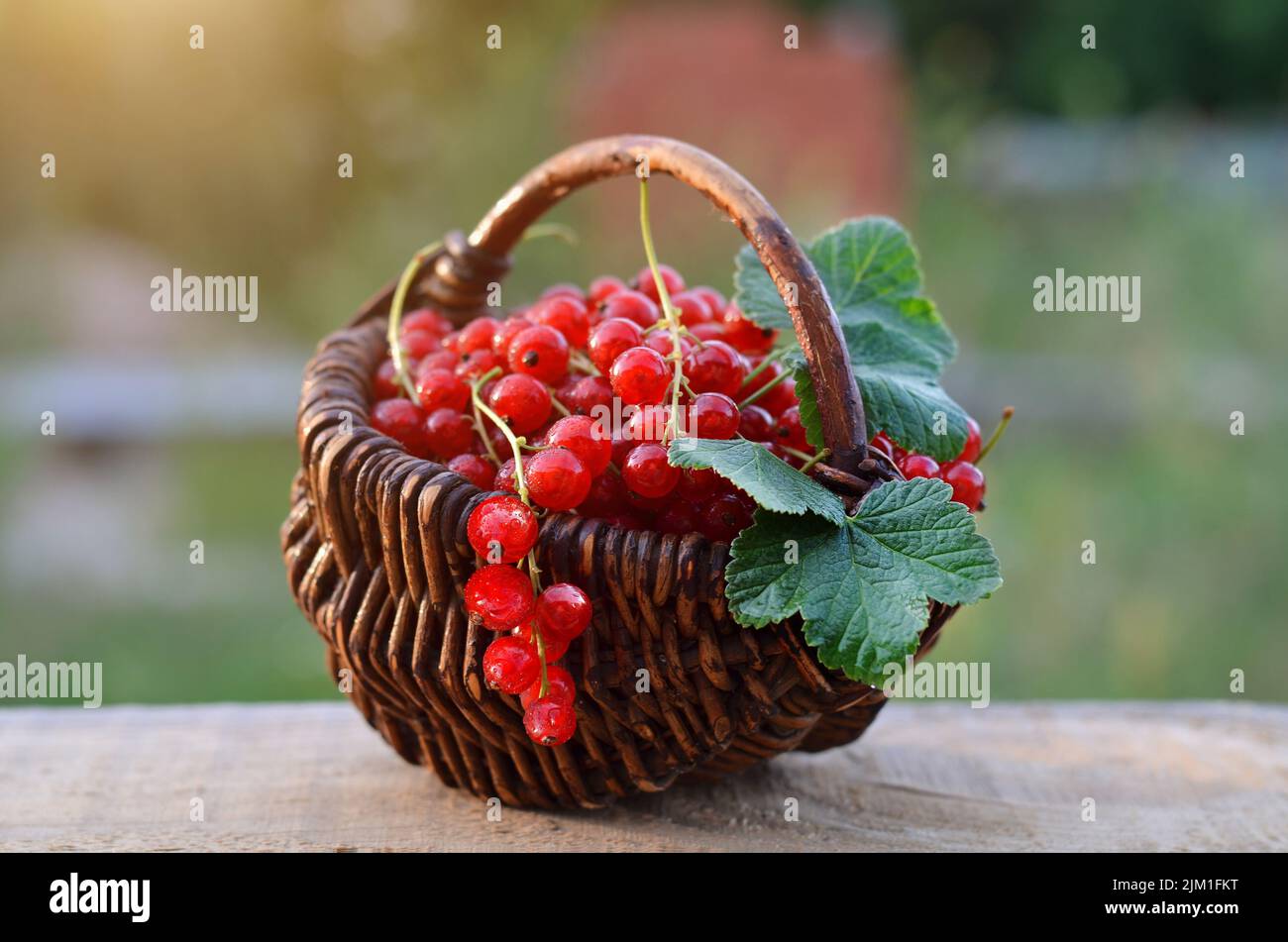 Reife rote Johannisbeeren mit grünen Blättern in einem Weidenkorb an einem Sommertag. Gesundes Lebensmittelkonzept. Stockfoto