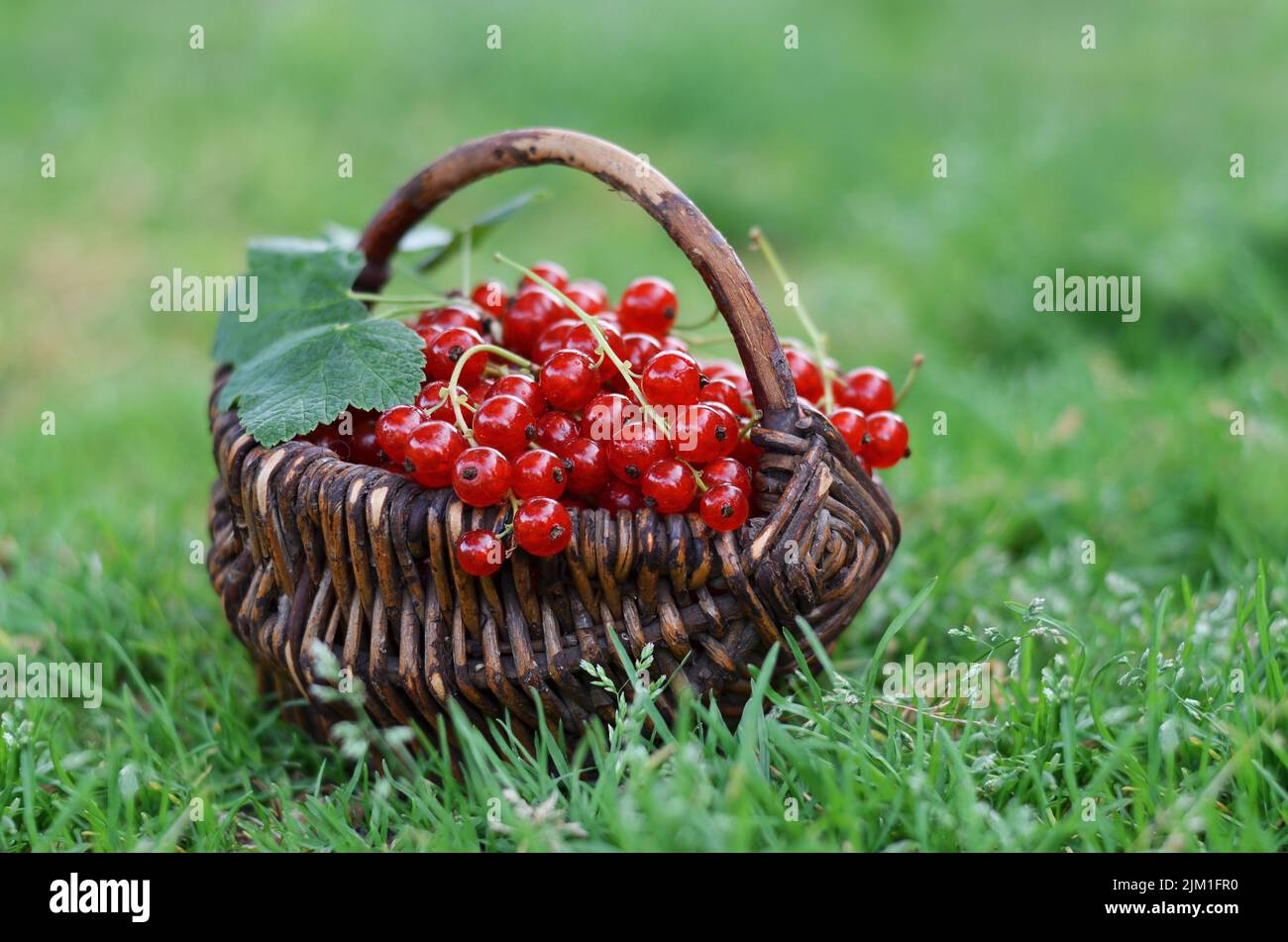 Weidenkorb mit frisch gepflückten reifen roten Johannisbeerenfrüchten auf grünem Gras. Gesundes Lebensmittelkonzept. Stockfoto