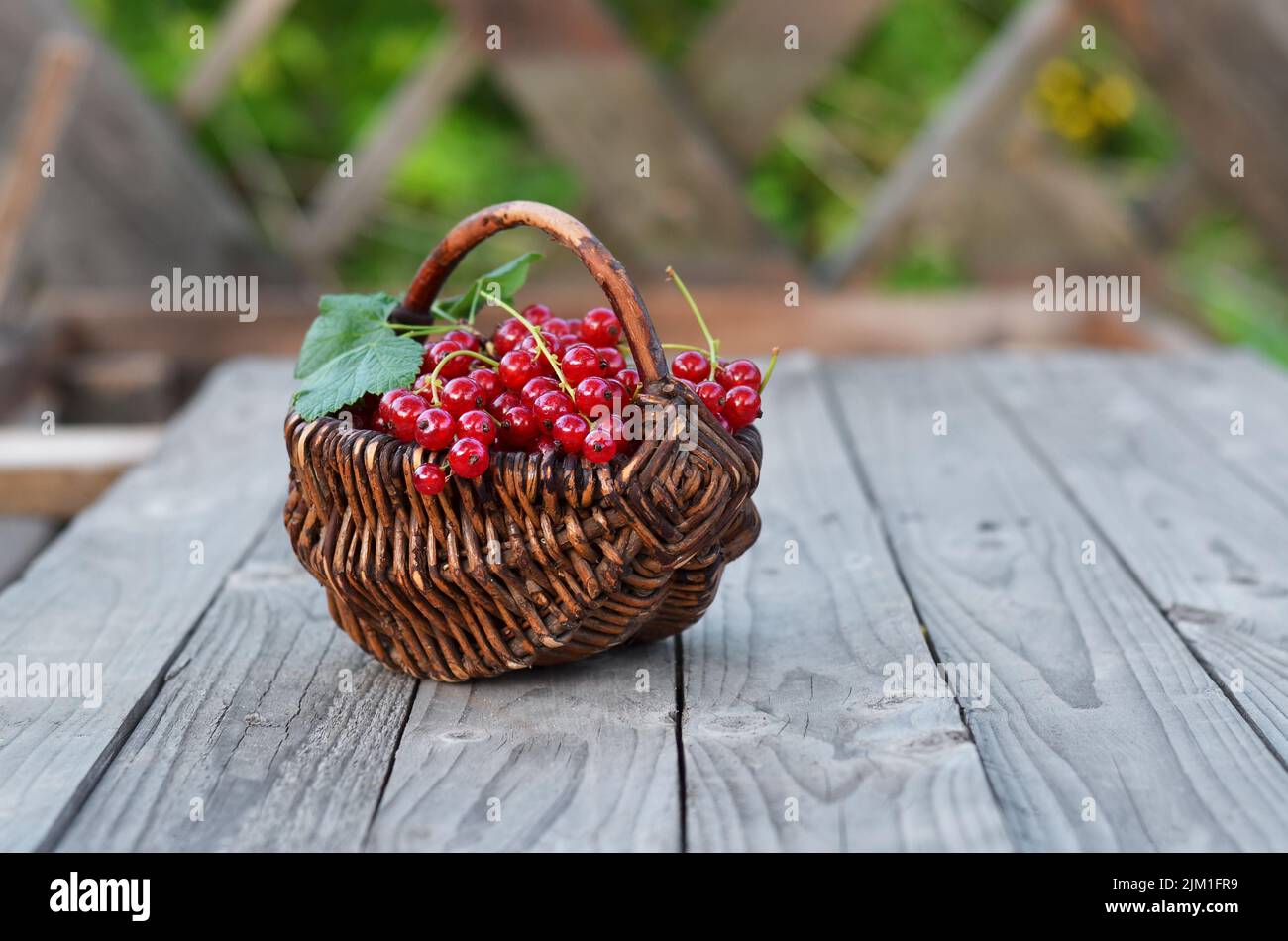 Korbkorb mit reifen roten Johannisbeerbeeren auf einem rustikalen Holztisch. Konzept des Anbaus Ihrer eigenen Bio-Lebensmittel. Stockfoto