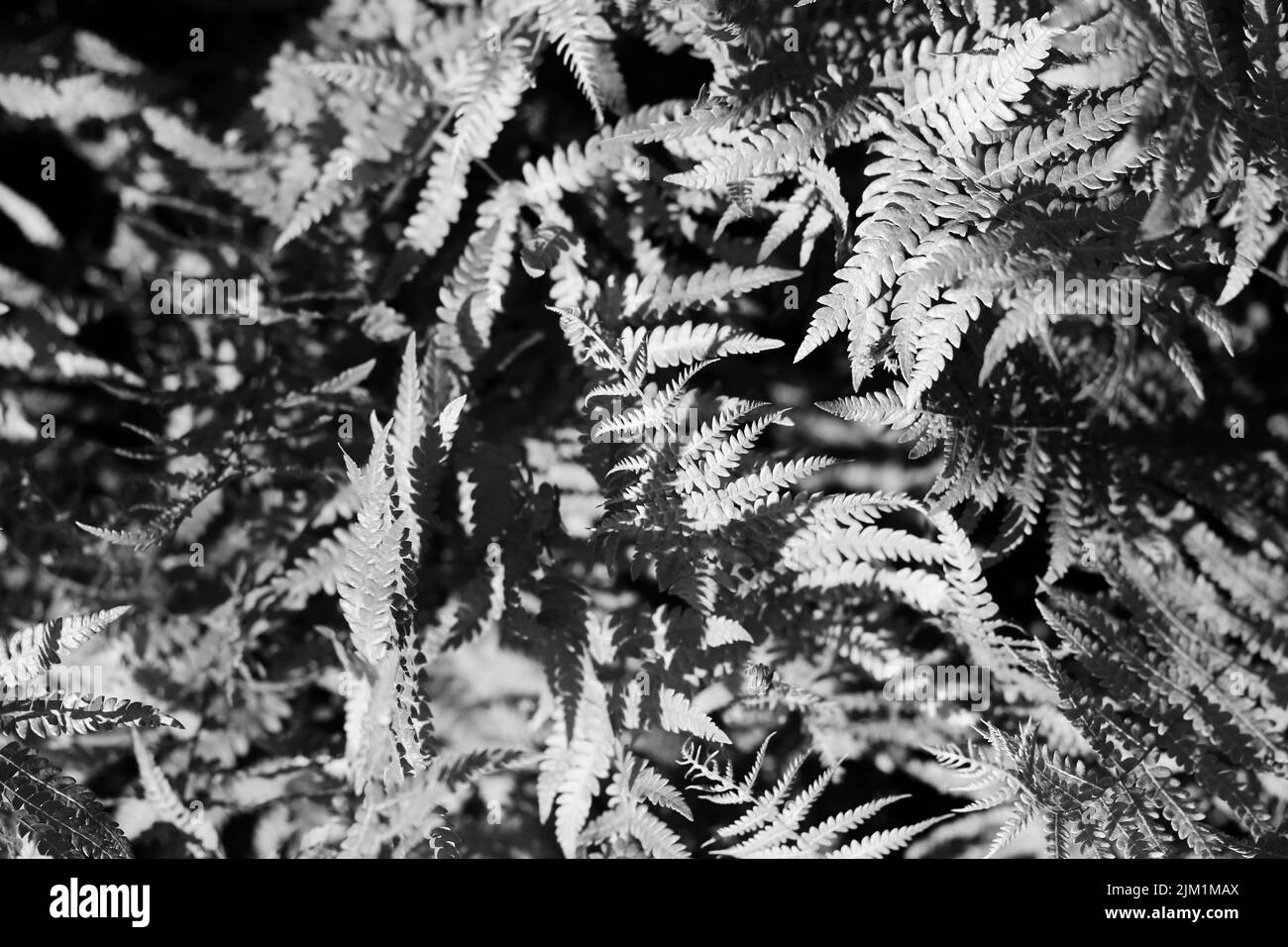 Schöne frische Wiese in der sommerlichen Wildnis in schwarz-weiß. Stockfoto