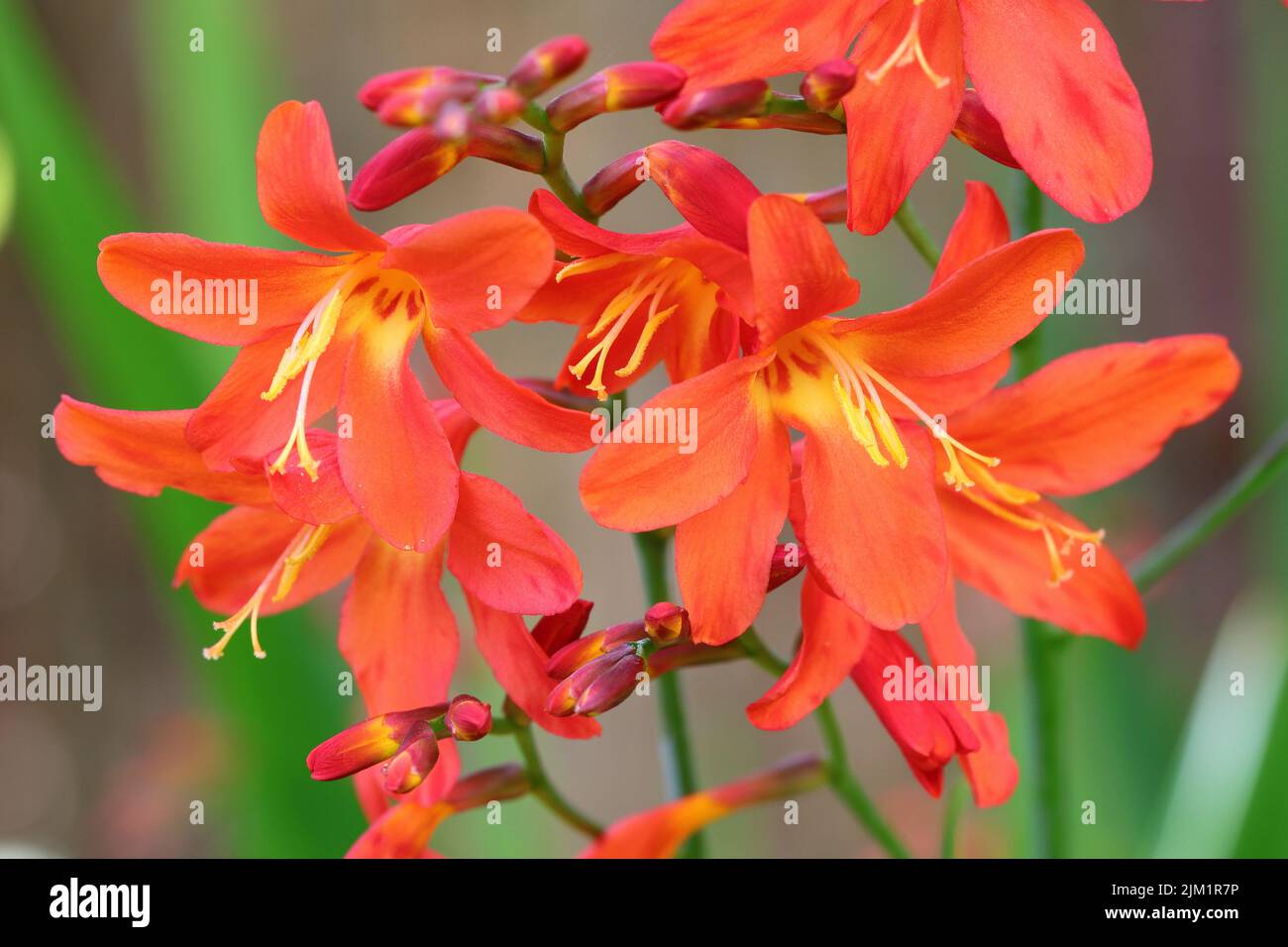 Nahaufnahme von wunderschönen rot-orangen Crocosmia-Blumen vor einem verschwommenen Hintergrund Stockfoto