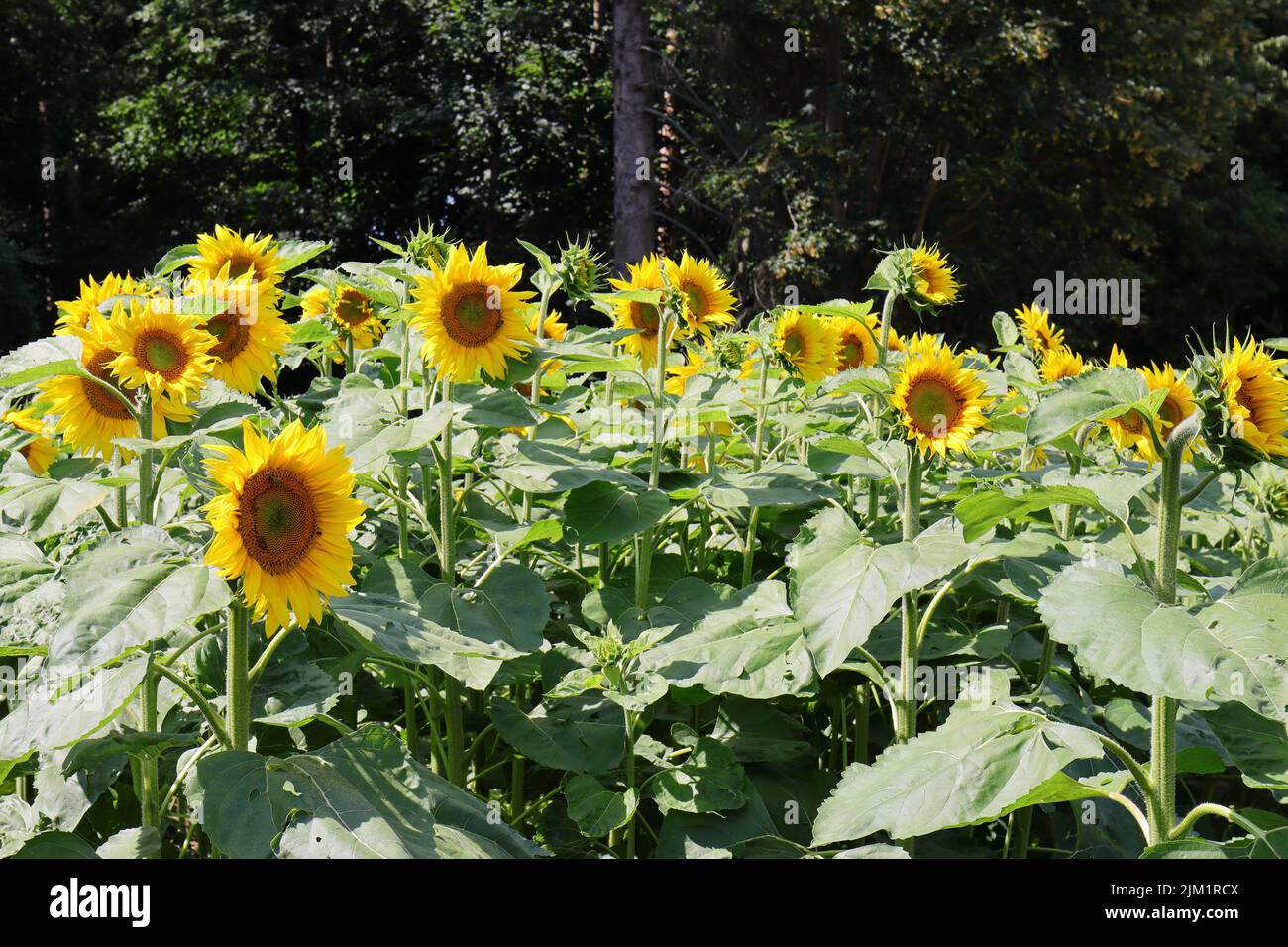 Sonnendurchflutete, blühende Sonnenblumen vor dunklem, natürlichem Hintergrund Stockfoto