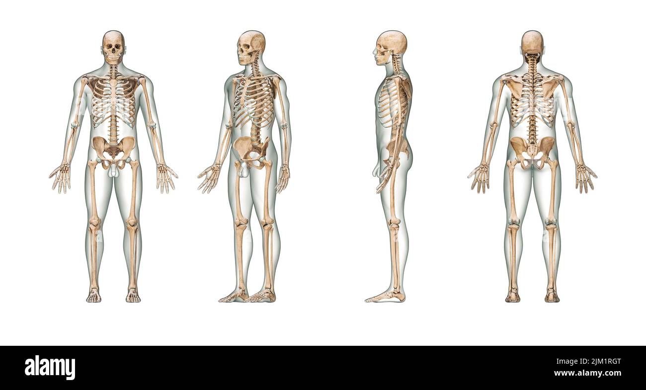 Genaues menschliches Skelettsystem mit erwachsenen männlichen Skelett und Körper isoliert auf weißem Hintergrund 3D Rendering Illustration. Anterior, lateral und posteri Stockfoto