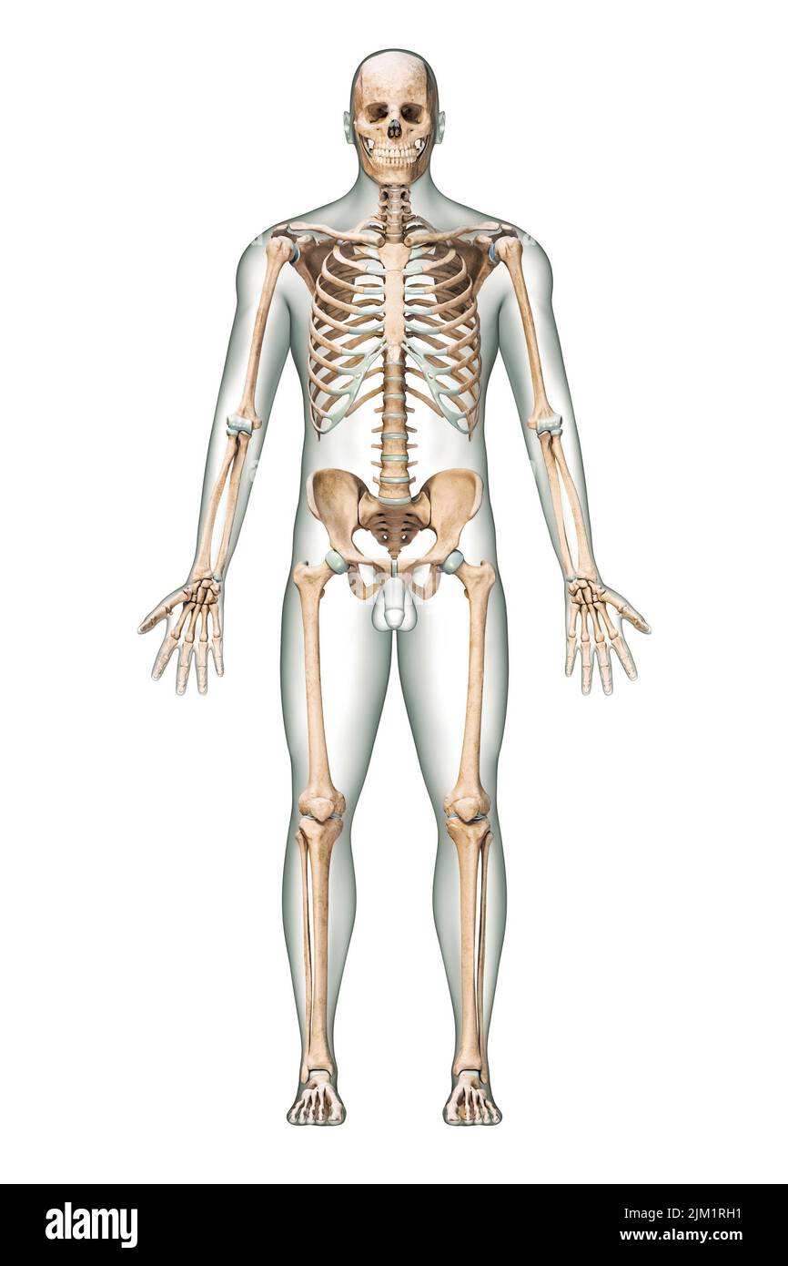 Vorderansicht des akkuraten menschlichen Skelettsystems mit Skelettknochen und erwachsenem männlichen Körper isoliert auf weißem Hintergrund 3D Rendering Illustration. Anatom Stockfoto