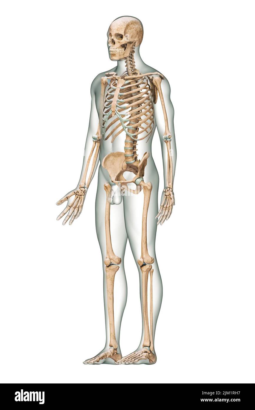 Anteriore 3 Viertel-Ansicht des akkuraten menschlichen Skelettsystems mit Skelettknochen und erwachsenem männlichen Körper isoliert auf weißem Hintergrund 3D, was eine Illust darstellt Stockfoto