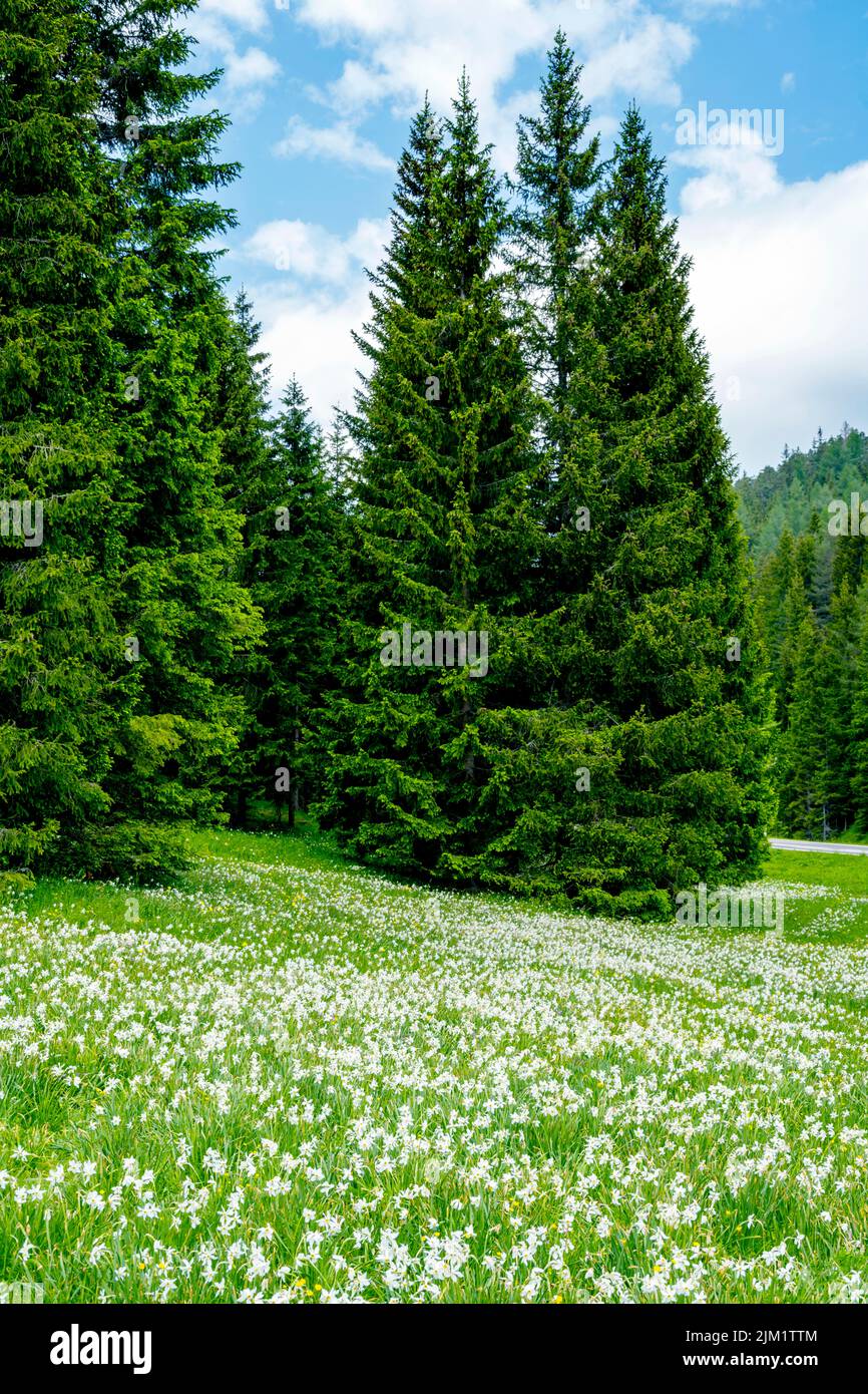 Österreich, Niederösterreich, Narzissenblüte (Narcissus radiiflorus) beim Krumbachsattel an der L 101 zwischen Gscheid und Ulreichsberg Stockfoto