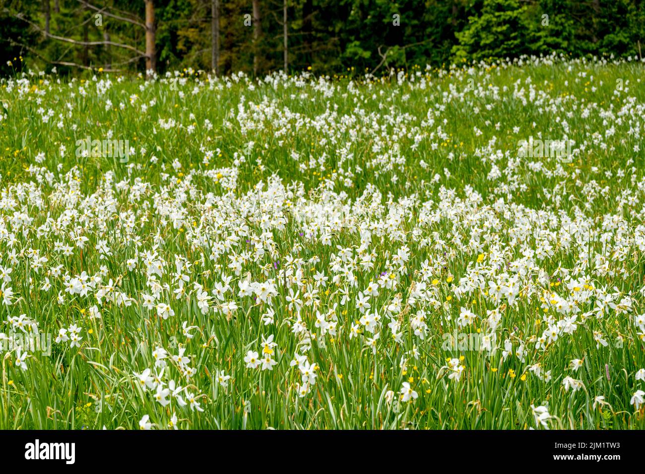 Österreich, Niederösterreich, Narzissenblüte (Narcissus radiiflorus) beim Krumbachsattel an der L 101 zwischen Gscheid und Ulreichsberg Stockfoto