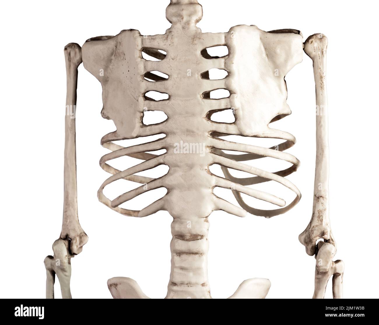 Menschliche Skelett Brustknochen isoliert auf weißem Hintergrund. Rückansicht. Brustkorb, Wirbelsäule, Schulterblatt. Anatomie des Skelettsystems, Körperstruktur, Wissenschaft, Medizinkonzept. Hochwertige Fotos Stockfoto